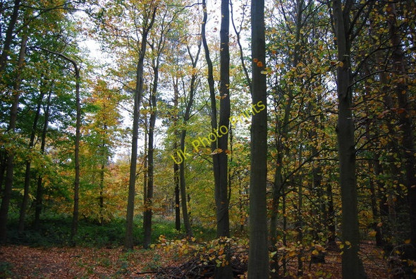 Photo 6"x4" The woods at Herstmonceux Wartling c2010