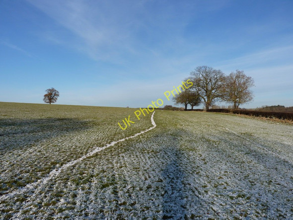 Photo 6"x4" Four oaks and an ash tree Hallon c2010