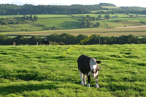 Photo 6"x4" Farmland near Fourstones (2) Fourstones\/NY8967 c2010