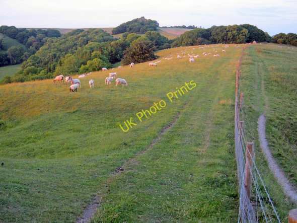 Photo 6"x4" Sheep grazing on Oare Hill Oare\/SU1563 c2010