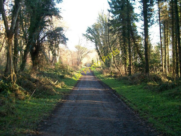Photo 6"x4" View east along Castle Walk Castlewellan c2010