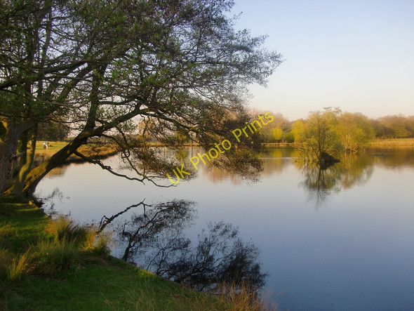 Photo 6"x4" Alder trees by the Lower Pen Pond, Richmond Park Richmond\/TQ1874 c2010