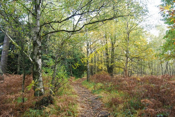 Photo 6"x4" Sussex Border Path, Ketley Wood Union Street c2010