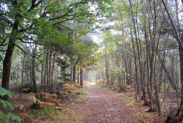 Photo 6"x4" Sussex Border Path, Ketley Wood Union Street c2010