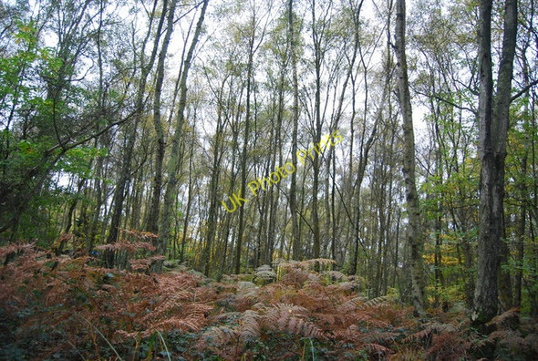 Photo 6"x4" Woodland undergrowth, Ketley Wood Union Street c2010