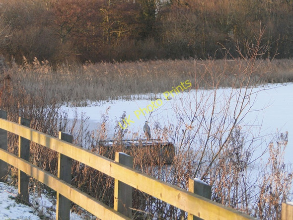 Photo 6"x4" Heron on a frozen Ormesby Broad Rollesby c2010