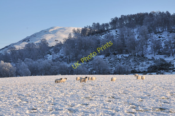 Photo 6"x4" Sheep in a snowy field near Pityoulish Dalfaber c2010