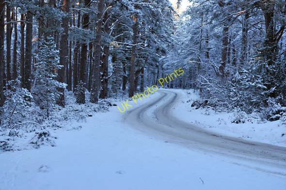 Photo 6"x4" Minor road through Abernethy Forest Tulloch\/NH9816 c2010