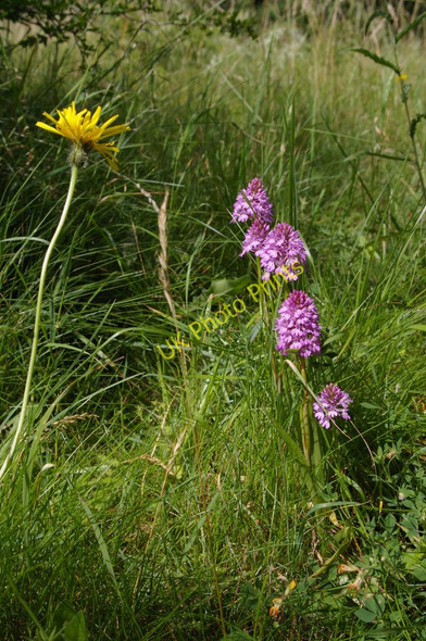 Photo 6"x4" Orchid by the fairway. High Elms golf course Orpington c2010