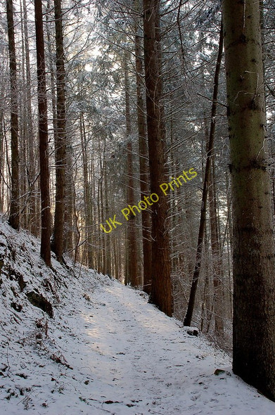 Photo 6"x4" In South Park Wood Peebles\/NT2540 c2010