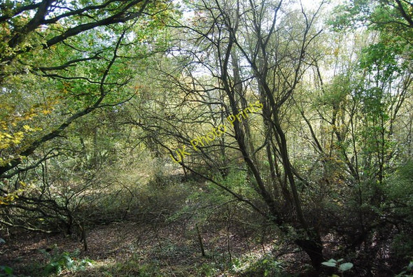 Photo 6"x4" Woodland by Forest Way Gallypot Street c2010