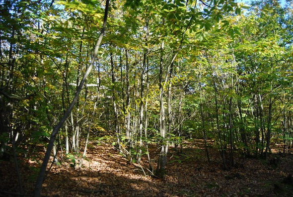 Photo 6"x4" Burnt Wood Flackley Ash c2010 P1
