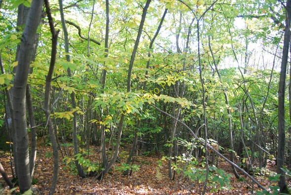 Photo 6"x4" Mill Wood Flackley Ash c2010