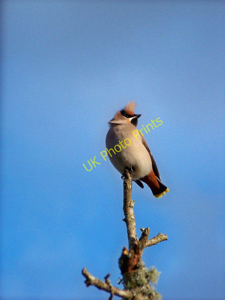 Photo 6"x4" Waxwing (Bombycilla garrulus) Newcastleton or Copshaw Holm c2010