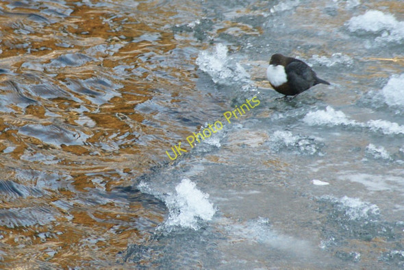 Photo 6"x4" Dipper (Cinclus cinclus) on the Ericht at Blairgowrie Blairgowrie c2010