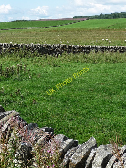 Photo 6"x4" Farmland near Kirkwhelpington (2) Knowesgate c2010