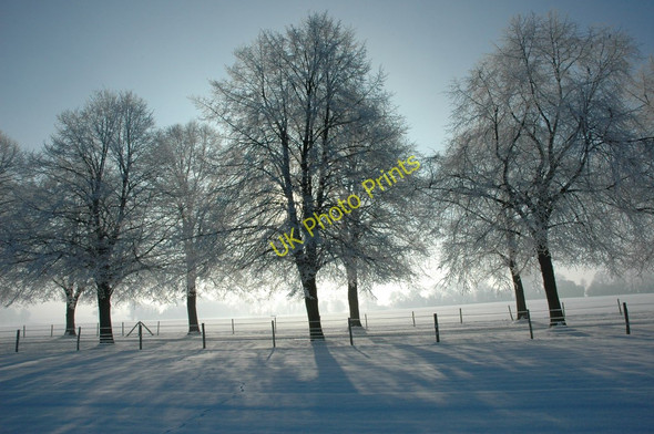 Photo 6"x4" Avenue of trees Earl's Croome c2010