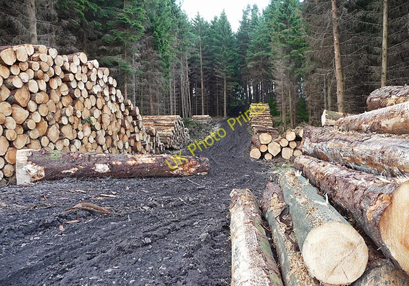 Photo 6"x4" Eliza Plantation near Healey Healey Hall c2010