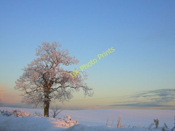 Photo 6"x4" Winter tree near Tarrel Toulvaddie c2010