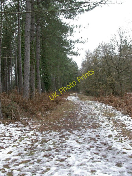 Photo 6"x4" St Leonards, forestry track Grange Estate c2010
