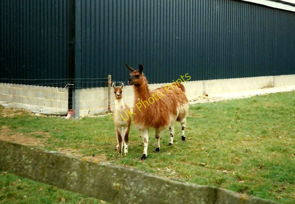 Photo 6"x4" Llamas at Headcorn Airfield East End\/TQ8543 c1996