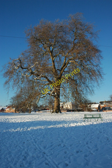 Photo 6"x4" Plane tree on Twyning Green Twyning Green c2010