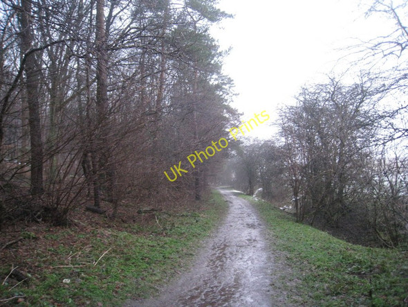 Photo 6"x4" By Nut Wood Riplingham c2010