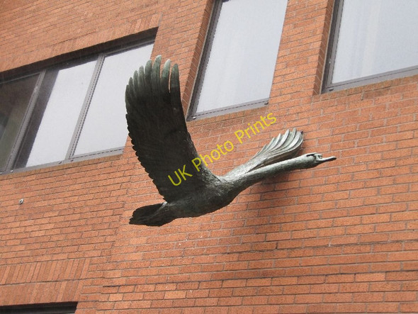Photo 6"x4" Flying Swan Reading c2010