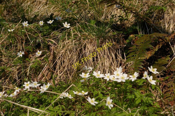 Photo 6"x4" Anemones, near Dove Holes Milldale c2010