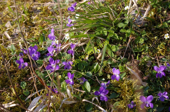 Photo 6"x4" Dovedale: violets below Tissington Spires Ilam c2010