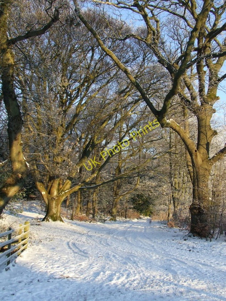 Photo 6"x4" Big trees at Ardgowan Estate Inverkip c2010