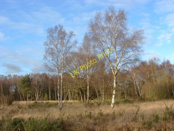 Photo 6"x4" Bisley Common Lucas Green\/SU9459 c2011