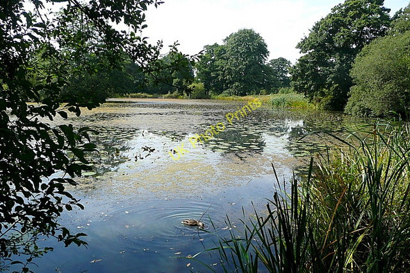 Photo 6"x4" New Pond Battle\/TQ7416 c2010
