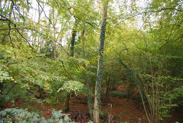 Photo 6"x4" In Ringden Woods Berner's Hill c2010