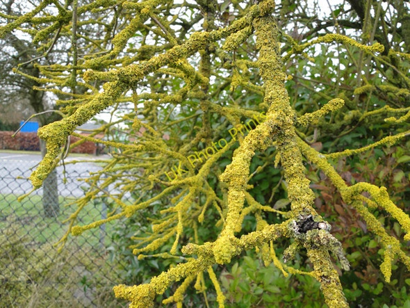 Photo 6"x4" Lichen growing on a tree Church Green\/TM0691 c2011
