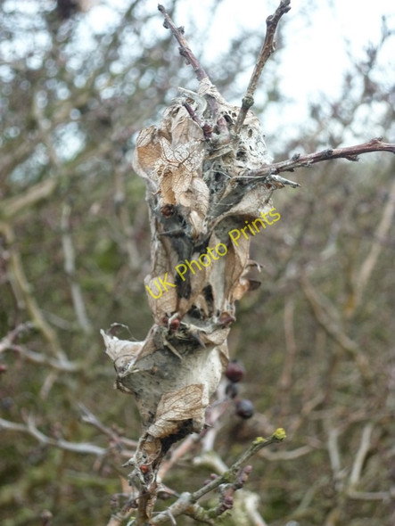 Photo 6"x4" A caterpillars  nest Sunk Island c2011