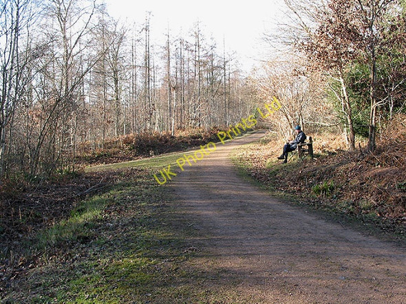 Photo 6"x4" Seat at a junction in the woodland Gorsley Common c2008