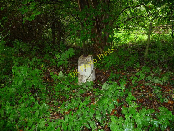 Photo 6"x4" Houghton - The Test Way Footpath North Houghton c2010