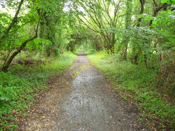 Photo 6"x4" Houghton - The Test  Way Footpath North Houghton c2010