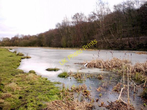 Photo 6"x4" Gut Pond, Ryton Willows Ryton\/NZ1564 c2011