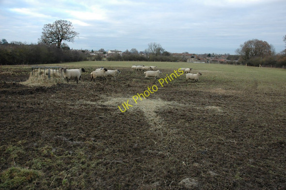 Photo 6"x4" Sheep near Winnycroft Farm Matson c2011