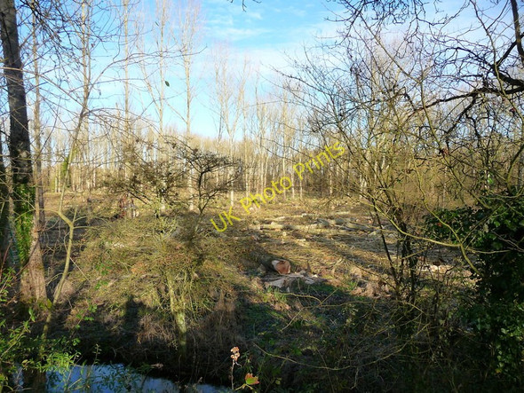 Photo 6"x4" Longstock - Logging Leckford c2010