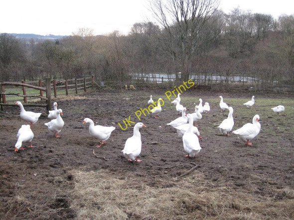 Photo 6"x4" Geese in field on Lees Lane Holland Lees c2011