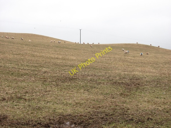 Photo 6"x4" Sheep, Lochurd Kirkurd c2011