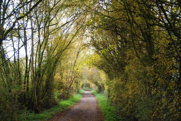 Photo 6"x4" Avenue of trees, Forest  Way Gallypot Street c2010