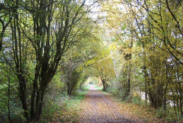 Photo 6"x4" Autumnal Forest Way Quabrook c2010