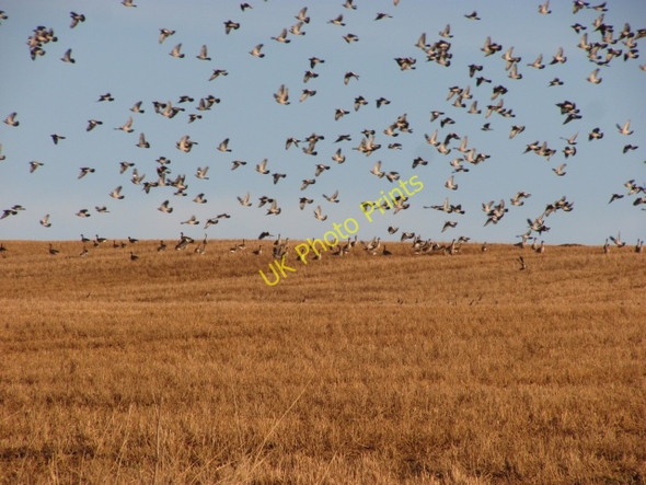 Photo 6"x4" Stubble, Bell Hill Grantshouse c2011