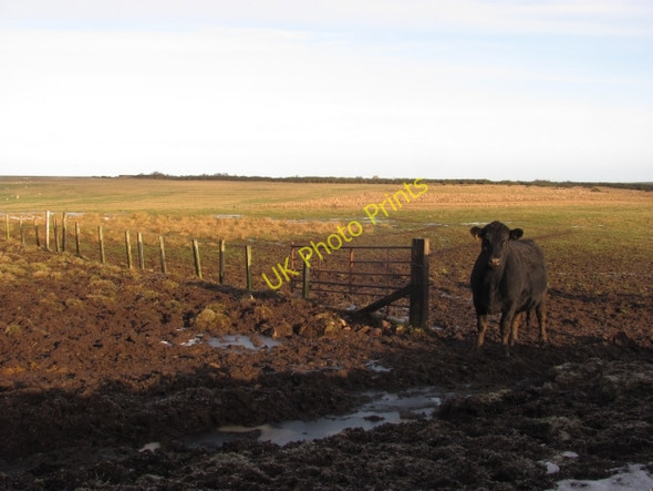 Photo 6"x4" Bell Hill Grantshouse c2011