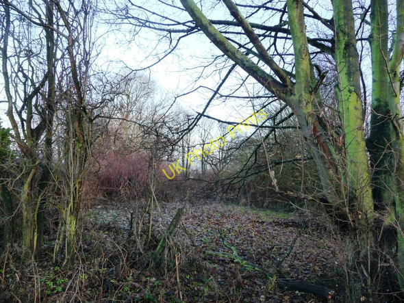 Photo 6"x4" Winter woodland, Royds Green Rothwell\/SE3428 c2011