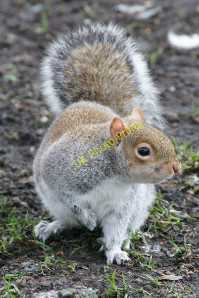 Photo 6"x4" Grey Squirrel (Sciurus carolinensis), Royal Botanic Gardens, Edinburgh Inverleith c2011